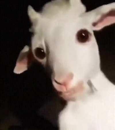 Not Sure About oddly, Terrifying For Sure!