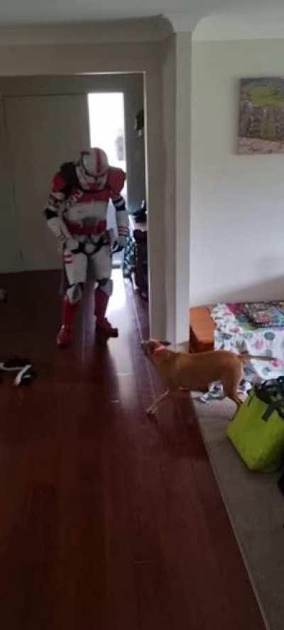 After putting on my clone trooper armor for a video my dog started zooming faster than light speed!