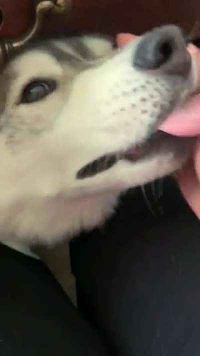 This coworker steals my leg space and then DEMANDS pets.