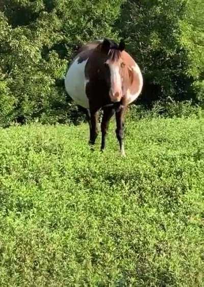 She is due any day now, owner @amber.nicole67 says it's only one baby and not twins.