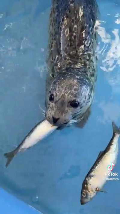 Rescue-rehab-release pup learning how to eat fish