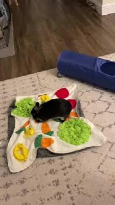 Can’t get over how chaotic she gets after finding all the treats