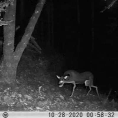 Trail Cam x Wendigo