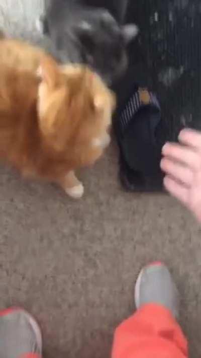 Meoooooooooooooooooo