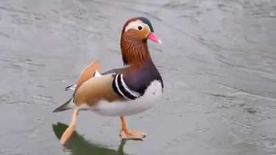 Disco Duck!