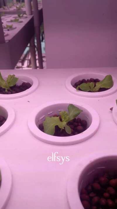 Lettuce Timelapse Week 2 Seedling Stage.