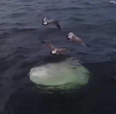How Mola Mola (aka ocean sunfish) gets rid of its parasites. 