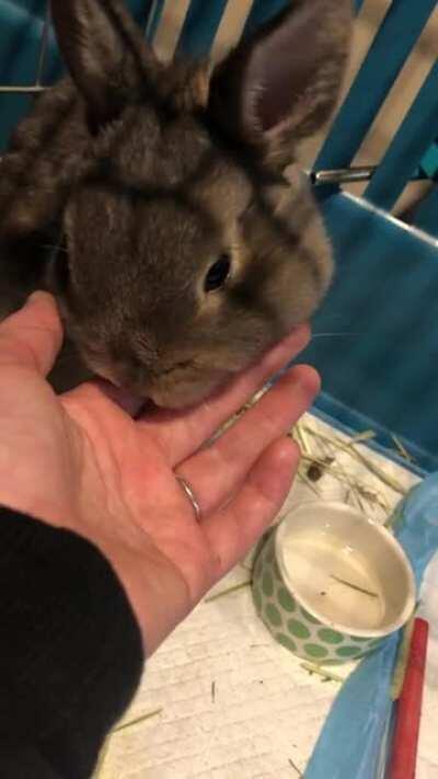“I lick your hand for like ten minutes mommy now it’s your turn!”... proceed to give head rubs for half hour because he’s so f-ing cute I can’t stand it