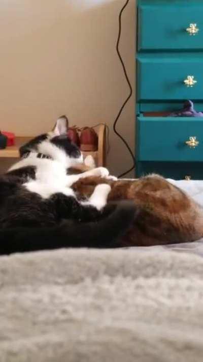 She just wanted to snuggle.