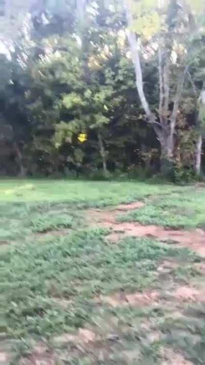 Baby deer comes out every morning & evening when it's name being called out