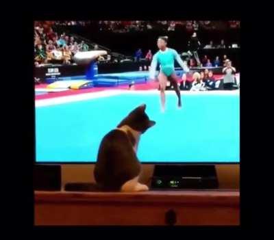 CAT vicIOusLY AttAcks sImOnE biLes dUriNg ROUTine
