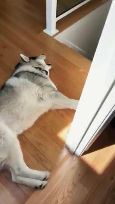 Police officer just made my day🤣🤣🤣🤣