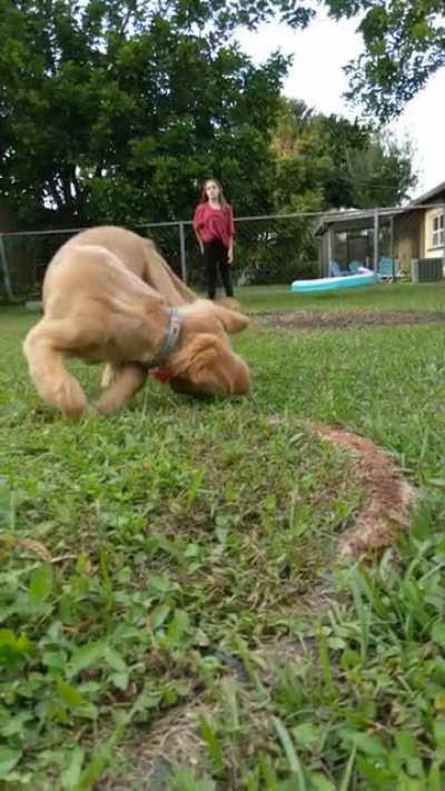 Ham learning how to play fetch. He's still figuring it out..