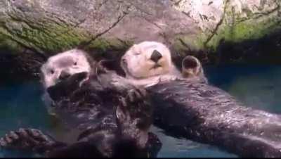 Sea otters hold hands with their friends and family while sleeping so that they don't drift away from each other.