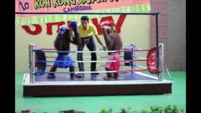monke boxing