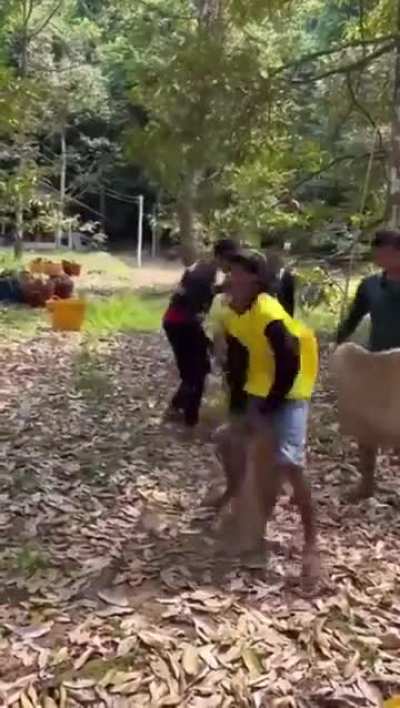 Harvesting Durian 