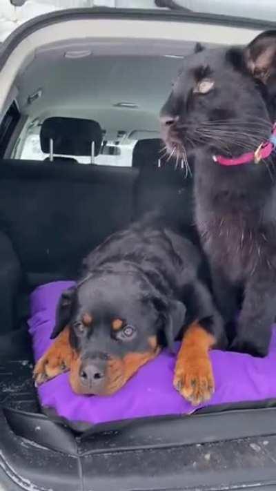 Friendship has no boundaries