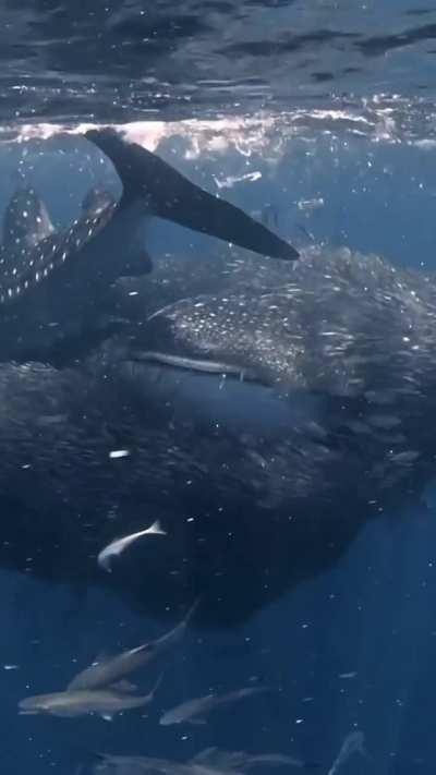 Everyone is welcome to the seafood feast.