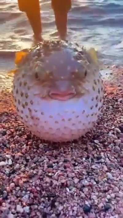 Absolute big angry fish