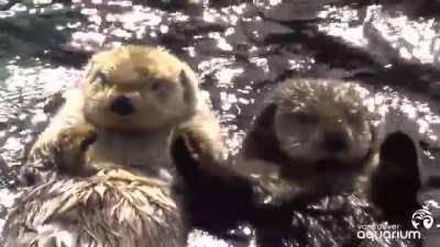 Sea Otters holding hands.