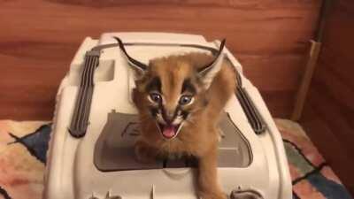 This is what a caracal kitten sounds like