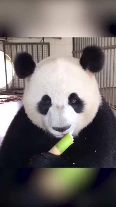 A panda a day keeps the sorrow away