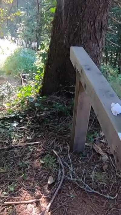 Almost got caught fucking on the trail but that didn't stop us :) [OC][GIF]