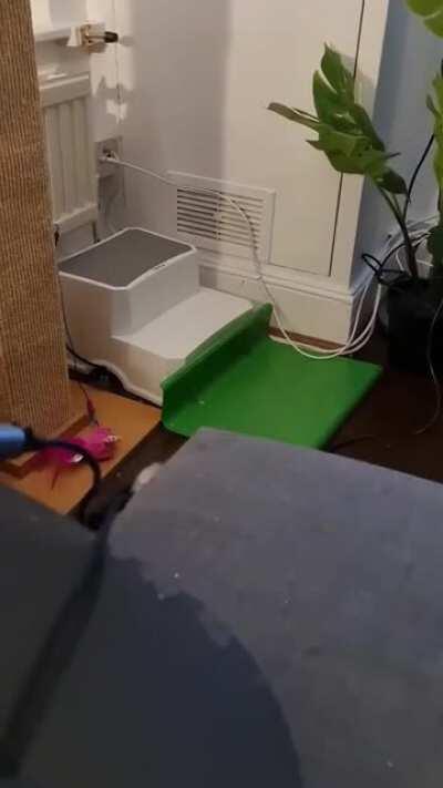 Miscatculated how to kill the mouse wire