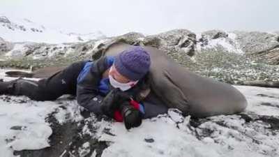 🔥 A young elephant seal inspecting a wildlife photographer 🔥
