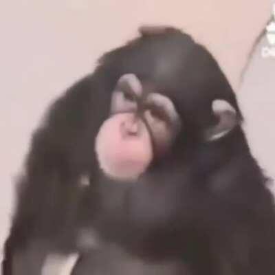 Mono caga y baila mono caga y baila🤣🤣🤣🤣🤣🤣🤣🤣🤣🤣🤣🤣🤣🤣🤣🤣🤣🤣🤣🤣🤣🤣🤣🤣🤣🤣🤣🤣🤣🤣🤣🤣🤣🤣🤣🤣🤣🤣🤣🤣🤣🤣🤣🤣🤣🤣🤣🤣🤣🤣🤣🤣🤣🤣🤣🤣🤣🤣🤣🤣🤣🤣