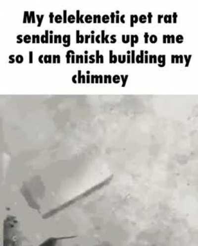 Telekinetic pet rat (companion). Occasionally gives you a brick.