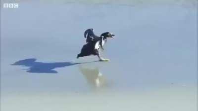 🔥Ducks save the penguin's life