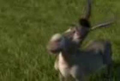 Arabic Shrek spitting straight fax ngl الإباحية على الإنترنت