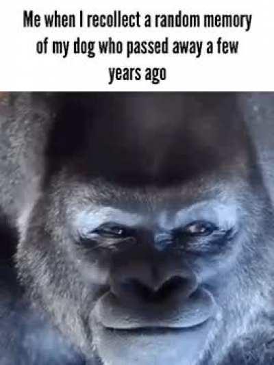 He was a good boi. Miss him everyday.