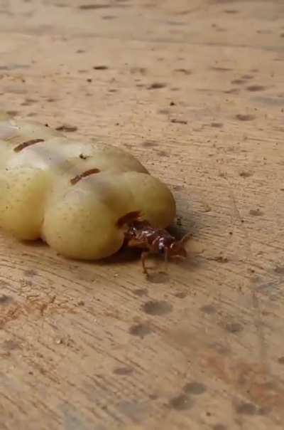 Termite queen laying eggs. The termite queen can live 50 years, longer than any other insect in the world.