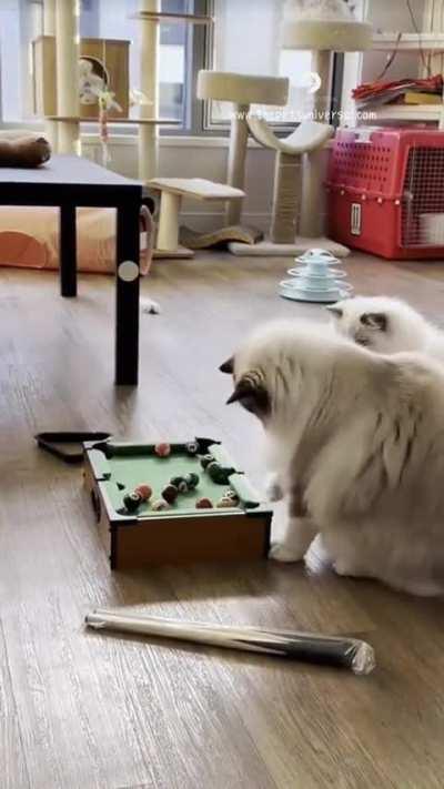 🐱 playing pool