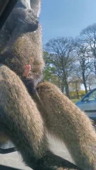 Cursed_monke