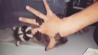 That lock-on Raccoon Grip with little Grabbies!