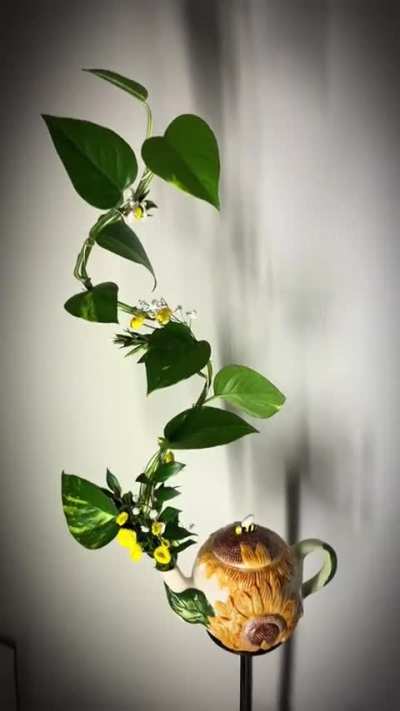 Sharing my recent water propagation