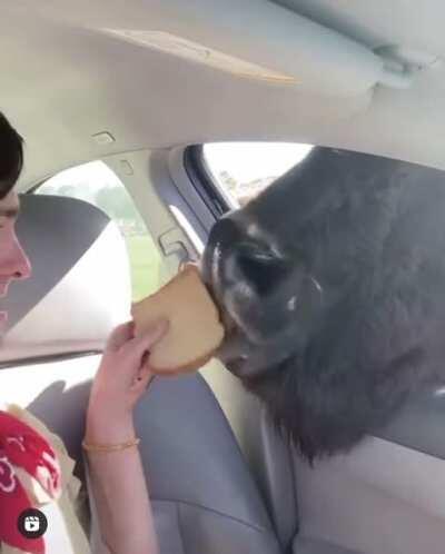 Why are you feeding them