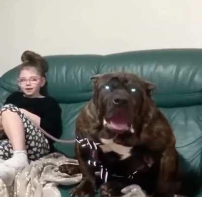 Yall fw my dog?? he dont bite