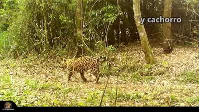 Apareció una mamá yaguareté paseando a su pequeño cachorrito en el Parque Nacional Iguazú