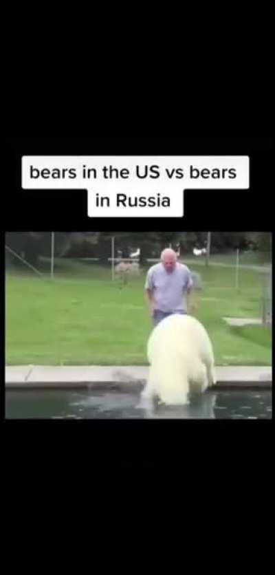 Bears in America vs Bears in Russia