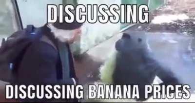 Silencio estou numa conversa elegante com um macaco