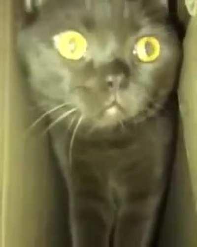 The Box Crawler, a nightly terror