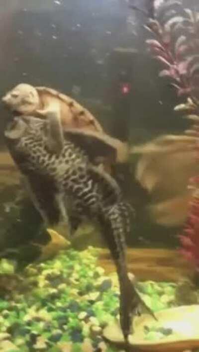 Snapping turtle bull riding a fish