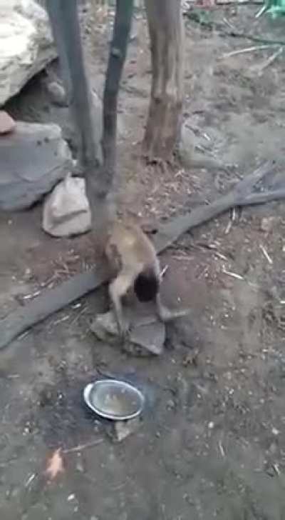 Curious George has changed a lot