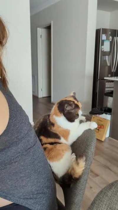 Our cats unusual habit - The back squish