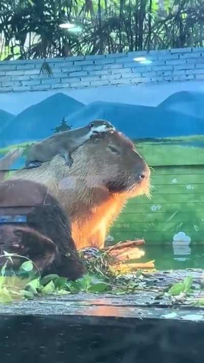 Otter using a capybara’s back as a brush