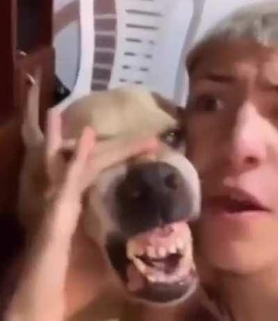 The Dawg and the Dog